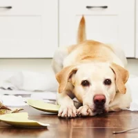 How to Handle Pet Separation Anxiety: Effective Solutions for Your Pet's Comfort