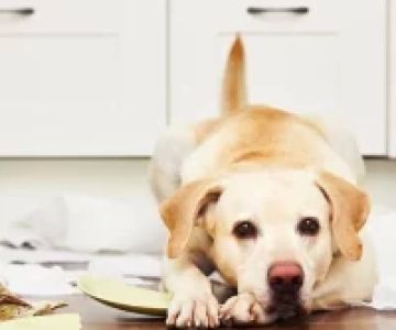 How to Handle Pet Separation Anxiety: Effective Solutions for Your Pet's Comfort