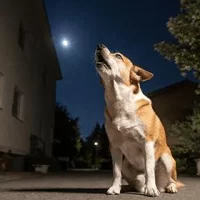Why Does My Dog Whine at Night? Understanding the Behavior and Solutions