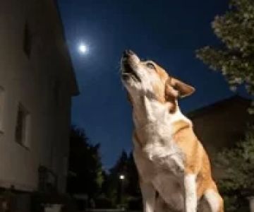 Why Does My Dog Whine at Night? Understanding the Behavior and Solutions