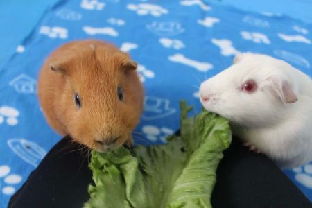 How to Train a Pet Guinea Pig to Be Handled: Tips for Comfortable Interaction