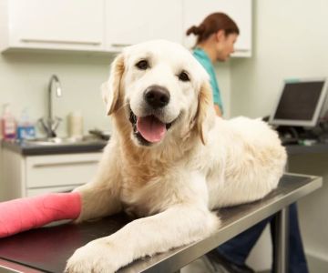 What Are the Warning Signs That My Pet Needs Urgent Care? Understanding When to Act Fast