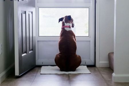 How to Train a Dog to Stop Barking at the Door: Effective Tips and Techniques