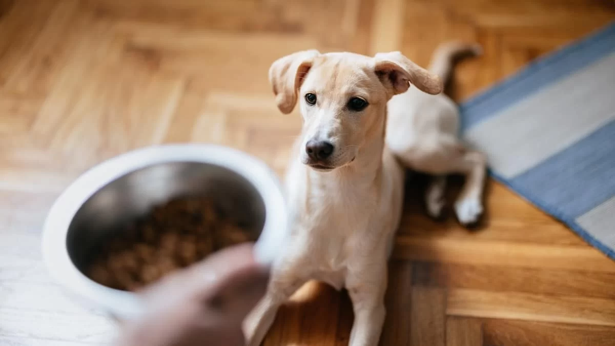 Best Freeze-Dried Dog Food for Active Dogs: Boost Your Pet's Energy