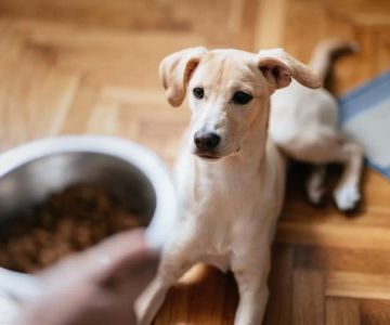 Best Freeze-Dried Dog Food for Active Dogs: Boost Your Pet's Energy