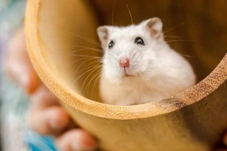 Best Hamster Accessories for Hiding: Perfect Products for Your Hamster’s Privacy