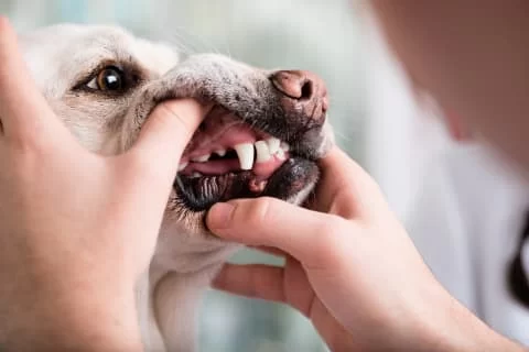 How Can I Tell If My Pet Has Dental Disease?