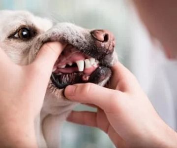 How Can I Tell If My Pet Has Dental Disease?