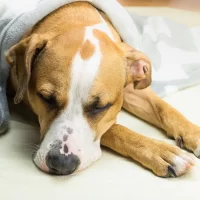 How to Tell if Your Dog Has Heart Disease