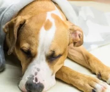 How to Tell if Your Dog Has Heart Disease