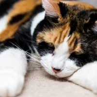 How to Tell if Your Cat is Dehydrated