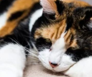 How to Tell if Your Cat is Dehydrated