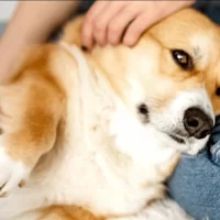 How to Spot Signs of Dog Cancer