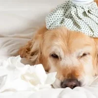 Best Ways to Treat a Pet’s Cold: Essential Tips for Pet Owners
