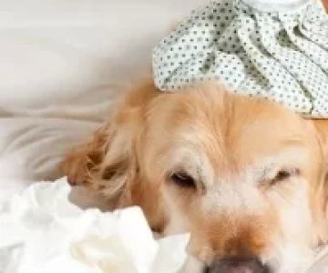 Best Ways to Treat a Pet’s Cold: Essential Tips for Pet Owners