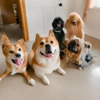 Best Dog Breeds for Active Families: Choosing the Perfect Companion
