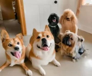 Best Dog Breeds for Active Families: Choosing the Perfect Companion