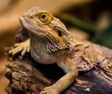 Comprehensive Guide to Animal Hospitals for Exotic Pets in Orlando