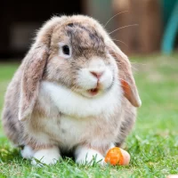 How to Care for a Pet Rabbit with Digestive Issues: Tips for a Healthy Gut