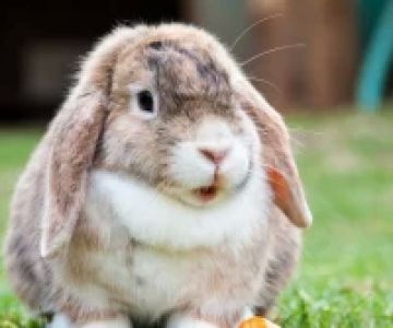 How to Care for a Pet Rabbit with Digestive Issues: Tips for a Healthy Gut