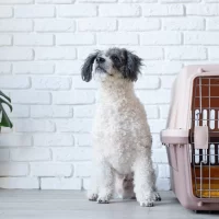 Comfortable Travel Crates for Small Dogs: Ensuring Safe and Stress-Free Journeys