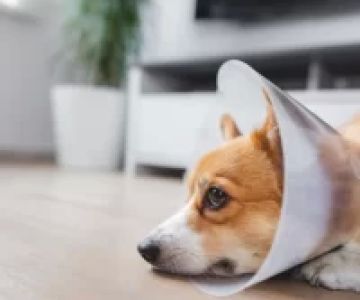 How to Care for a Dog After Neutering: Essential Post-Surgery Tips