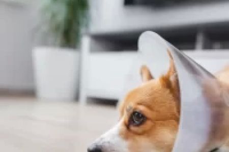 How to Care for a Dog After Neutering: Essential Post-Surgery Tips