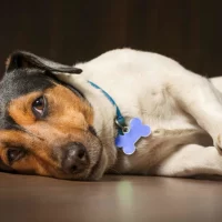 What Are the Signs of Pancreatitis in Dogs? A Guide to Early Detection