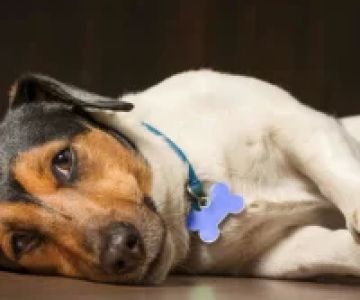 What Are the Signs of Pancreatitis in Dogs? A Guide to Early Detection