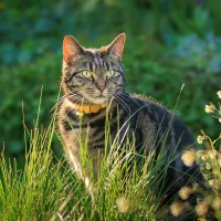 How to Find a Lost Pet: A Step-by-Step Guide