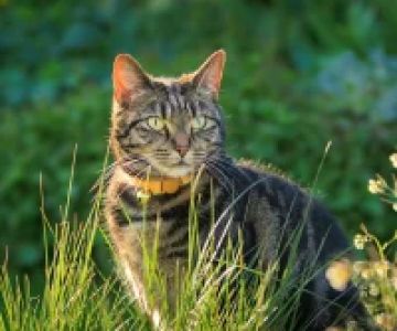 How to Find a Lost Pet: A Step-by-Step Guide