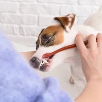 What to Expect When Taking Your Pet for Dental Cleaning?