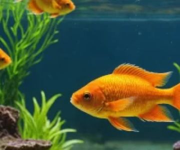 Best Fish Food for Freshwater Aquariums: Keep Your Fish Healthy and Happy