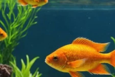 Best Fish Food for Freshwater Aquariums: Keep Your Fish Healthy and Happy