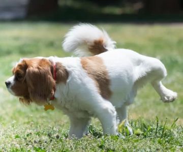 What Are the Signs of a Pet with a Urinary Tract Infection?