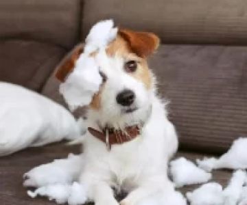 How to Manage a Dog’s Separation Anxiety: Effective Solutions for a Happy Pet