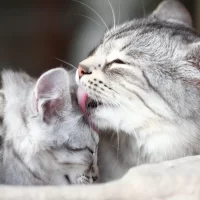 Why Do Cats Knead? Understanding the Reasons Behind This Unique Cat Behavior