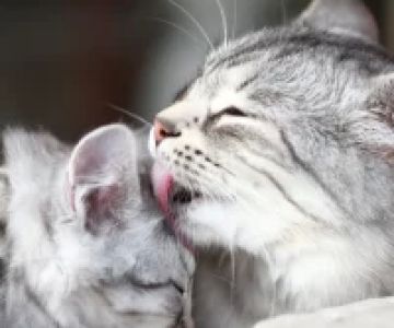 Why Do Cats Knead? Understanding the Reasons Behind This Unique Cat Behavior