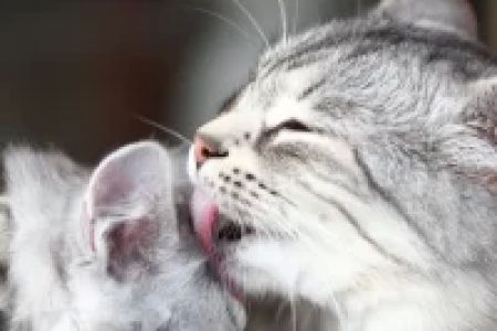 Why Do Cats Knead? Understanding the Reasons Behind This Unique Cat Behavior