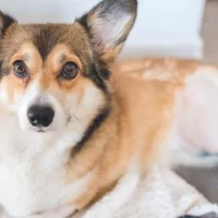 How to Prepare a Pet for Surgery: Essential Tips for Pre-Surgery Care