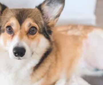 How to Prepare a Pet for Surgery: Essential Tips for Pre-Surgery Care