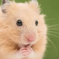 How to Deal with Pet Hamster’s Health Issues: Expert Tips and Care Solutions