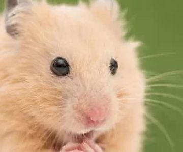 How to Deal with Pet Hamster’s Health Issues: Expert Tips and Care Solutions