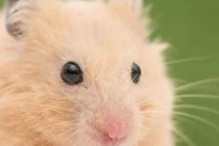 How to Deal with Pet Hamster’s Health Issues: Expert Tips and Care Solutions