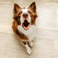 Can a Vet Treat My Pet’s Behavioral Problems? Expert Advice on Solving Pet Behavior Issues