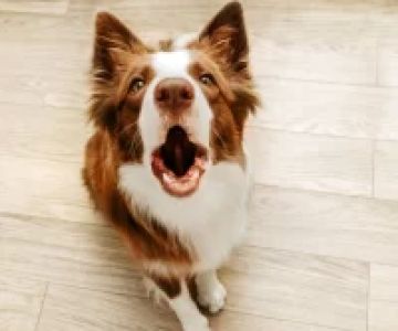 Can a Vet Treat My Pet’s Behavioral Problems? Expert Advice on Solving Pet Behavior Issues