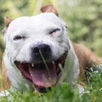 Why Does My Dog Have a Dry Cough? Causes and Solutions Explained