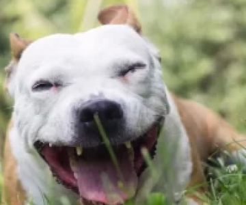 Why Does My Dog Have a Dry Cough? Causes and Solutions Explained