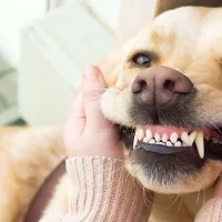 What to Do When Your Dog Has Digestive Problems: Symptoms and Solutions