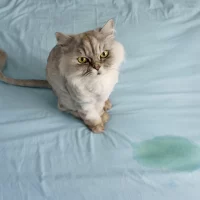 What to Do When Your Cat is Peeing Everywhere: Solutions and Tips